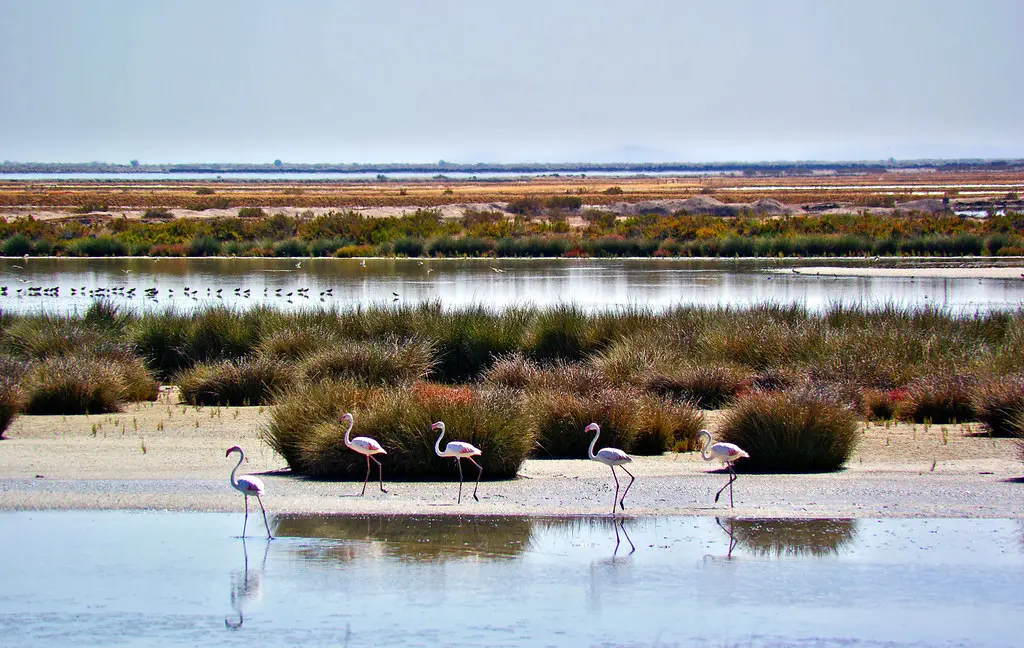 Flamencos en Doñana Flamencos en Doñana